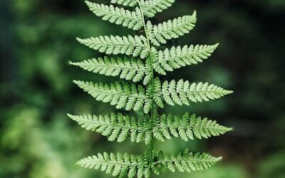 « La photosynthèse : le miracle invisible qui fait vivre les plantes »