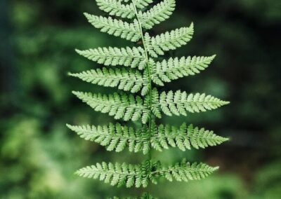 « La photosynthèse : le miracle invisible qui fait vivre les plantes »