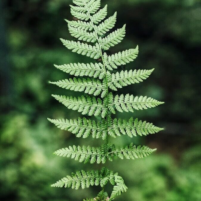 « La photosynthèse : le miracle invisible qui fait vivre les plantes »